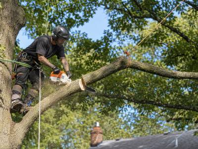 Climber cutting a limb back above a roofline