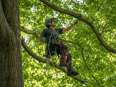 Climber moving out along a limb inside a dense summer canopy