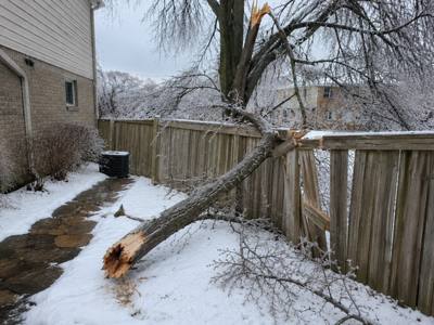 Ice-storm limb down across a backyard fence panel