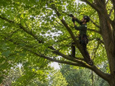 Climber tied in and working the upper growth of a mature tree