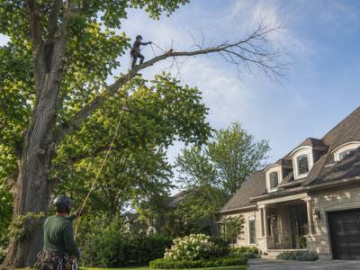 Dead limb reaching out over a front yard from a tree still in leaf