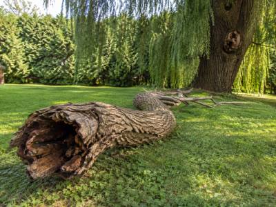 Hollow dead trunk section resting on the grass after removal