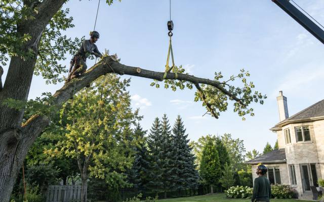 Climber cutting back a long limb, lowered by crane to reduce the crown