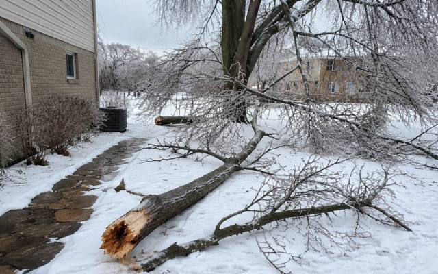 Ice-broken limb snapped off at the trunk and lying across a snow-covered walkway