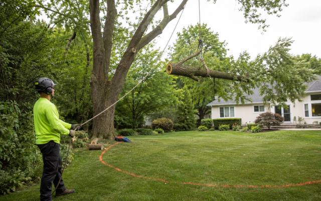 Ground crew lowering a cut section on a rigging line during a tree removal