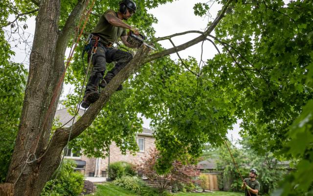 Climber making a pruning cut with a chainsaw high in a mature maple canopy