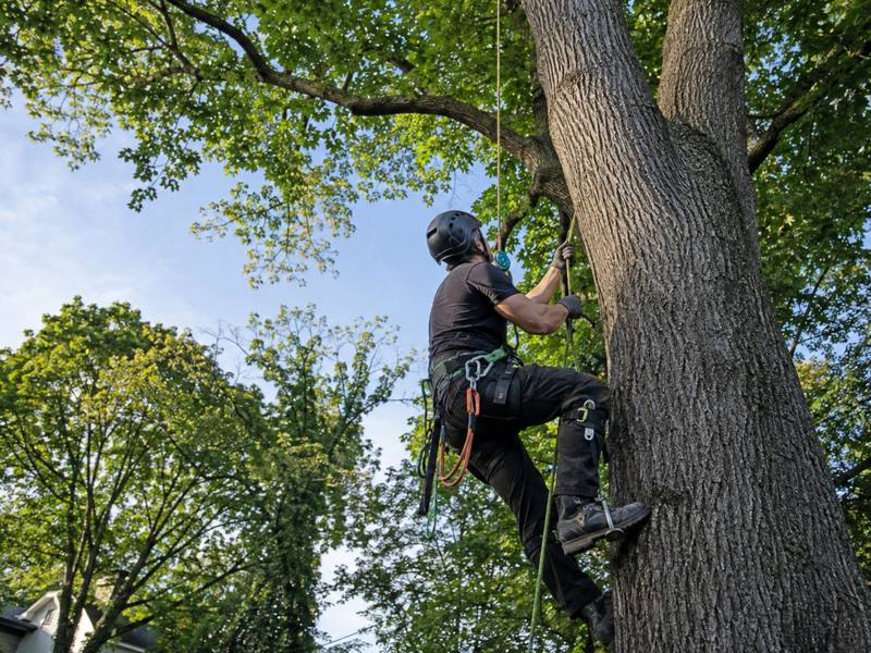 Climber ascending the trunk of a dead ash on rope and spikes